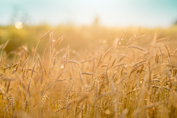 Rye field