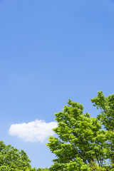 青空と新緑の鮮やかな緑