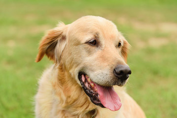 Closeup portrait of a golden retriever dog