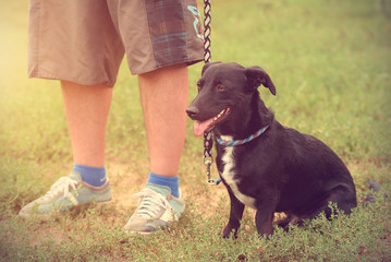 Obraz premium Mixed dog with owner