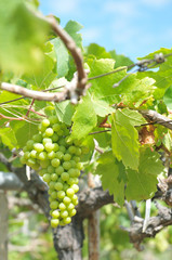 Green grape in the winery