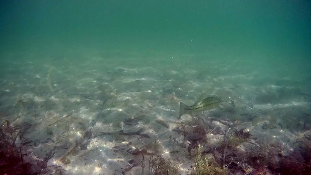Bass Fish Wisconsin fresh water diving snorkeling 