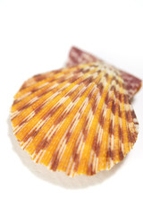 Seashell close up - scallop shell on white background