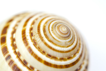 Seashell close up - sundial shell on white background