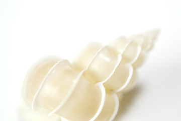 Seashell close up - epitonium scalare on white background