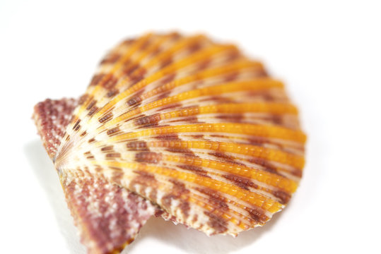 Seashell close up - scallop shell on white background
