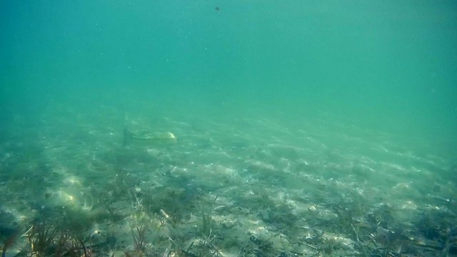 Bass Fish Wisconsin fresh water diving snorkeling 