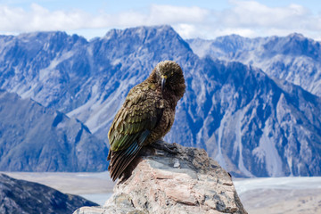 Kea above Hooker valley