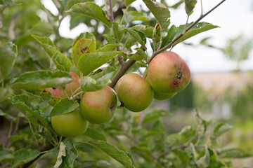 Nahaufnahme Apfel am Ast
