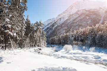 Winter forest and mountain river at sunny day
