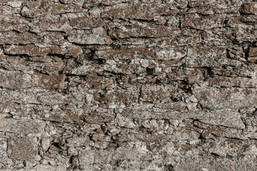 Naklejka premium Old stone wall texture with moss