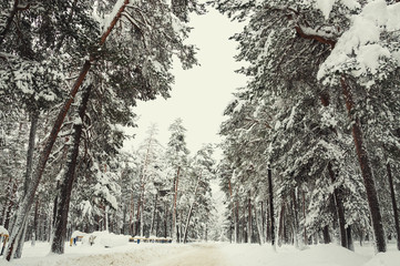 Road in a winter forest after snowfall.