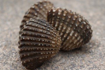 Cardiidae or bivalve shell