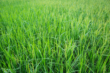 Rice field at Thailand
