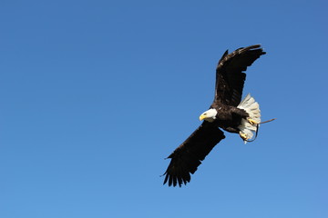 Aigle