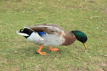 Canard Col vert