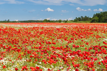 Poppy flowers field under blue sky