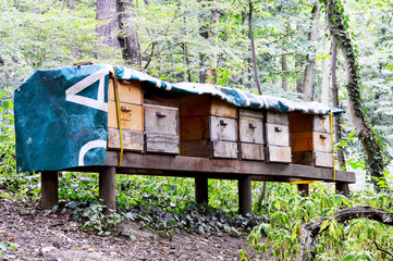 Bienenkästen im Wald