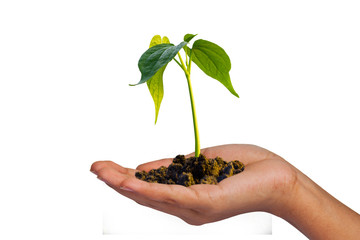 Isolated small tree on hand