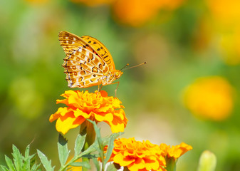 close up butterfly on flower, Japan