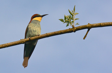 gruccione (Merops apiaster) su ramo