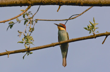 gruccione (Merops apiaster) su ramo