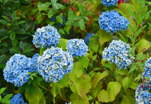 Hortensien blau
