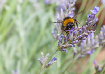Bee on Lavander