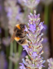 Bee on Lavander