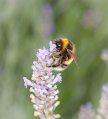 Bee on Lavander