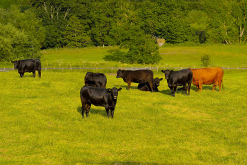 Naklejka na ściany i meble Scotland Livingstone, grazing cattle, Black and Brown Cows