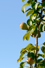 Pears growing on tree