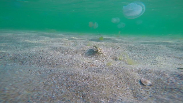 Swimming sand crab Macropipus holsatus strolling along seabed of Black Sea
