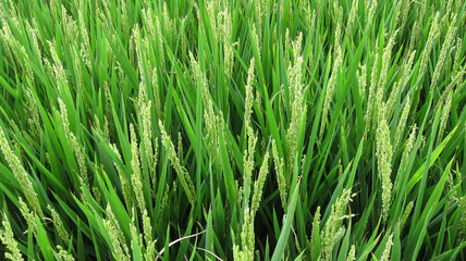 Obraz na płótnie Canvas rice plant growing in field