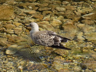 Gray seagull on crystal clear sea