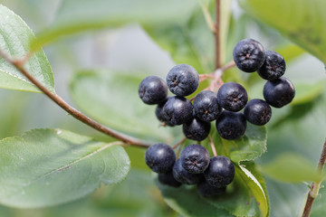 Black Chokeberry (Aronia melanocarpa)