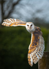 Barn Owl In Flight