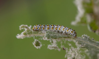 mullein moth caterpillar,