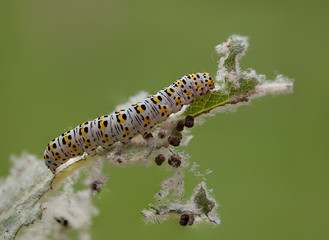 mullein moth caterpillar,