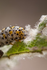 mullein moth caterpillar,