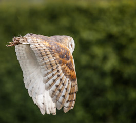 Barn Owl In Flight