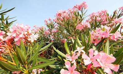 Oleander plant with beautiful colored flowers in the Mediterranean country