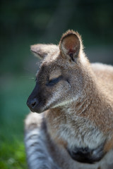Wallaby