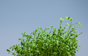 Water cress