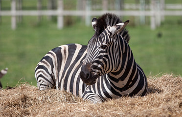 Naklejka premium Zebra