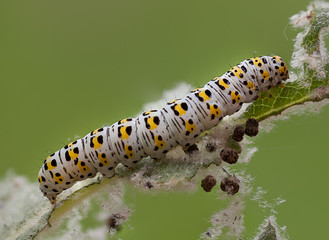 mullein moth caterpillar,
