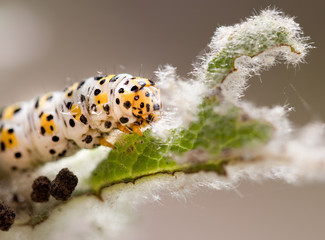 mullein moth caterpillar,