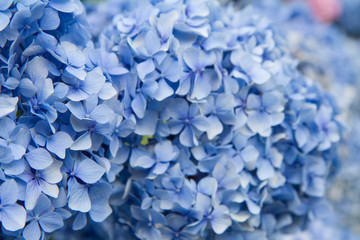 Hortensia