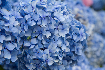 Hortensia flowers in close up