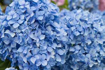 Hortensia flowers in close up